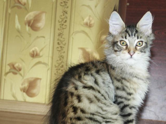 Продаю: Королевские котята черный солид и пятно фото3