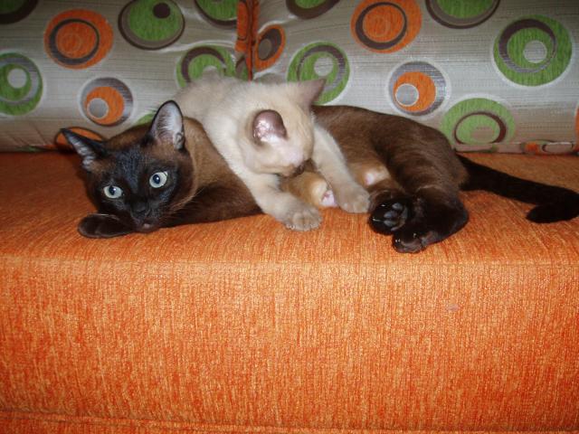 Продаю: Тонкинские котята фото3