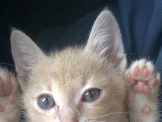 Отдам в дар: Ищет дом маленький персиковый котенок фото2