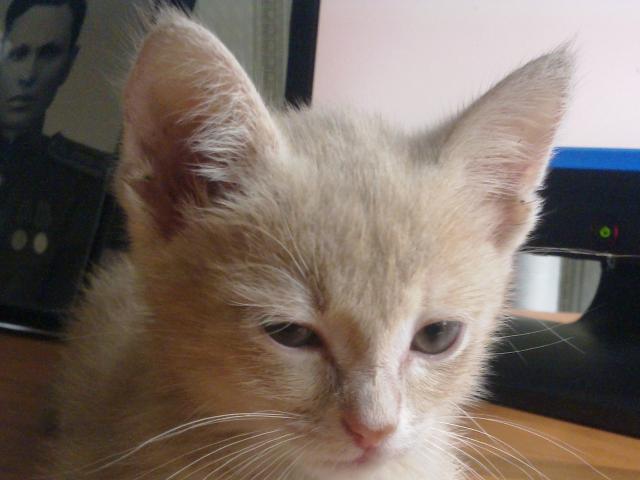 Отдам в дар: Ищет дом маленький персиковый котенок фото3