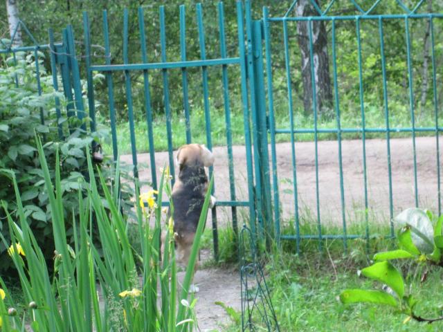 Потерялся/Нашелся: Пропала собака