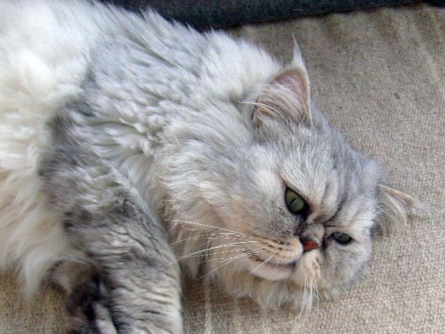 Отдам в дар: Обаятельный персик-шиншилла Пашка в дар фото3