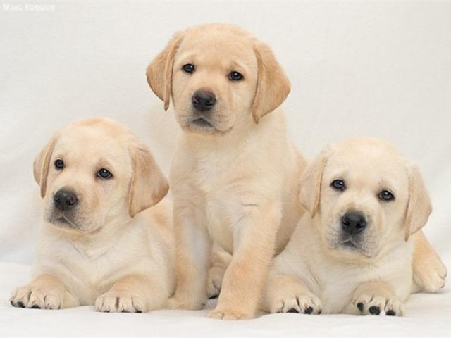 Продаю:  щенков от Поисково-спасательных собак