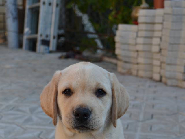 Продаю:  щенков от Поисково-спасательных собак фото2