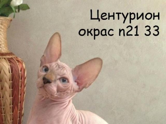 Продаю: Котята Канадского Сфинкса фото2