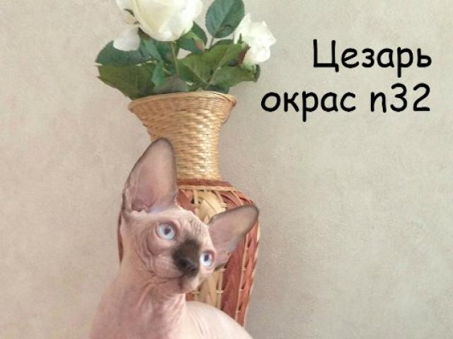 Продаю: Котята Канадского Сфинкса фото3