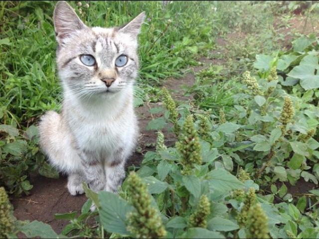 Отдам в дар: Помогите голубоглазой малышке фото2