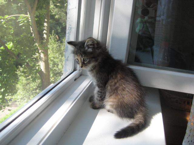 Отдам в дар: Ласковый и смышленый котенок ищет любящих хозяев фото3
