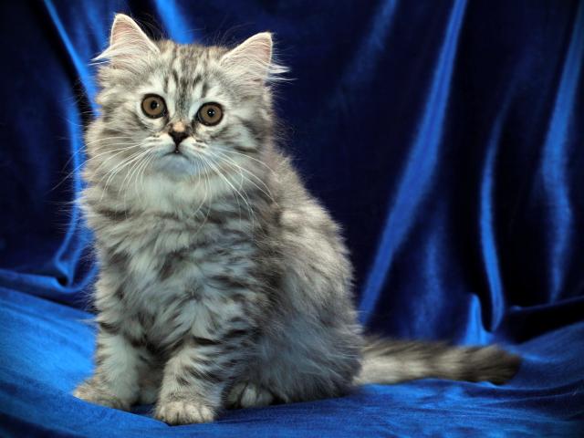 Кошка хайленд-страйт (фото): Очаровательный длинношерстный шотландец