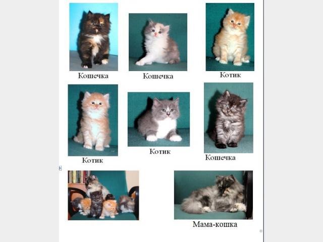 Продаю: Предлагаются очаровательные котята-метисы фото4