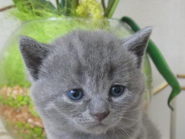 Продаю: Британский котёнок голубого окраса