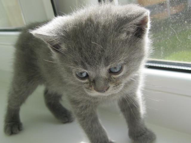 Продаю: Британский котёнок голубого окраса фото2