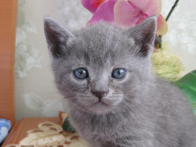 Продаю: Британский котёнок голубого окраса фото3
