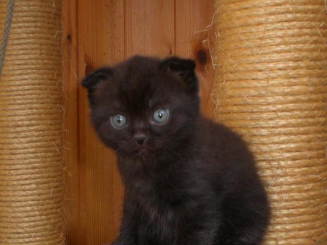 Продаю: Черные котята фото2