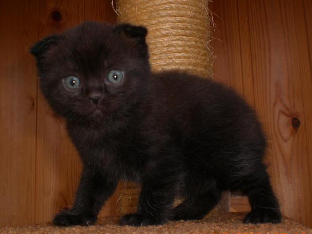 Продаю: Черные котята фото3