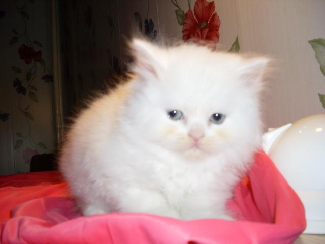 Продаю: Продаётся персидский котёнок