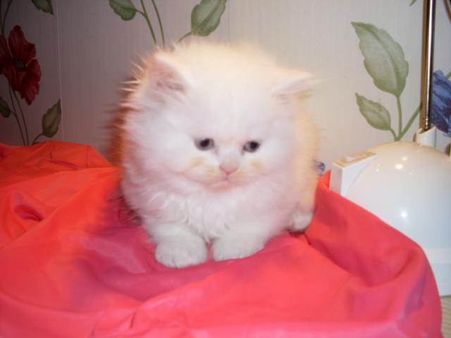 Продаю: Продаётся персидский котёнок фото2