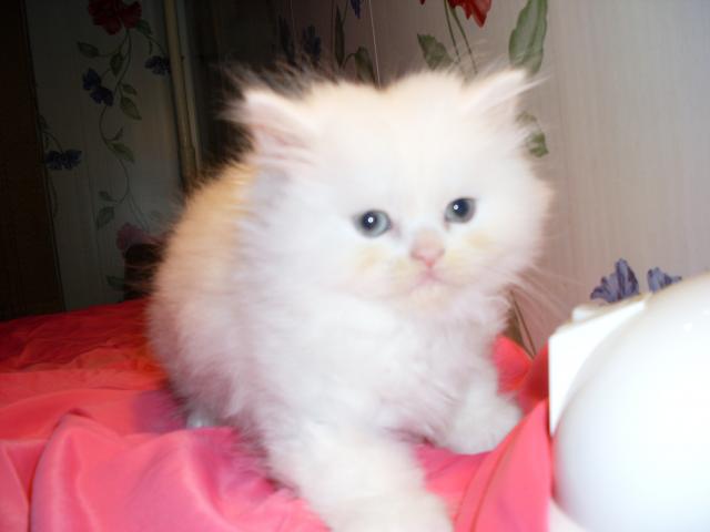 Продаю: Продаётся персидский котёнок фото3