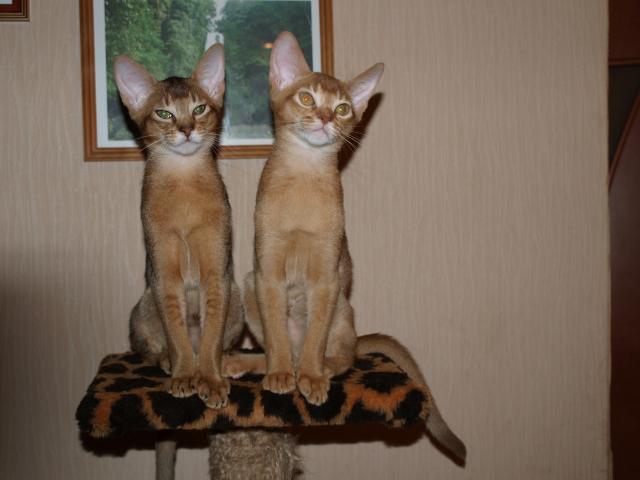 Продаю: Питомник Golden Wild продает абиссинских котят фото3