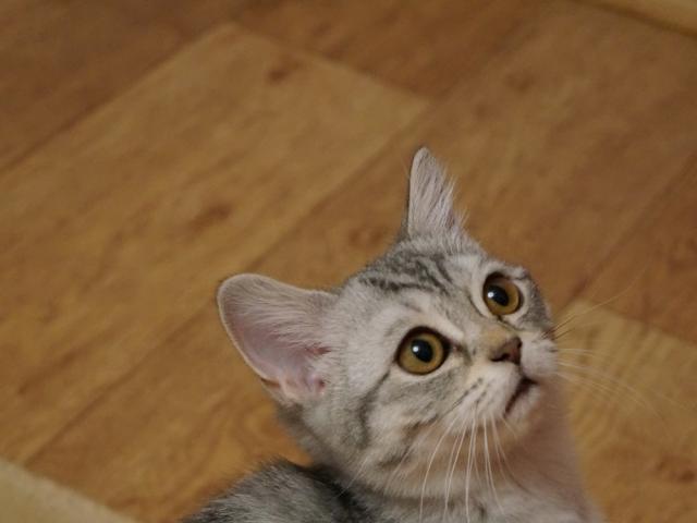 Продаю: Шотландская скотиш-страйт кошечка фото3