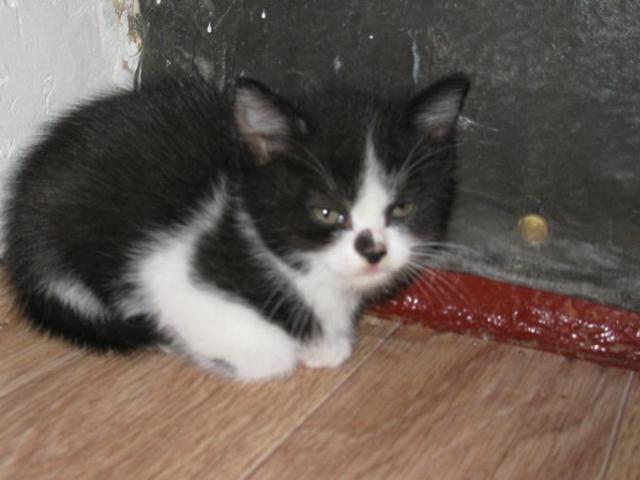 Отдам в дар: отдаются котятки от домашней сибирской кошечки фото3