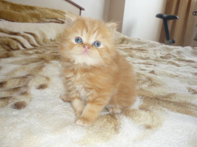 Продаю: продаются котята плюшевые персы фото2