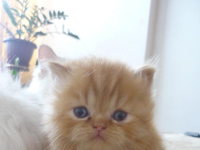 Продаю: продаются котята плюшевые персы фото3