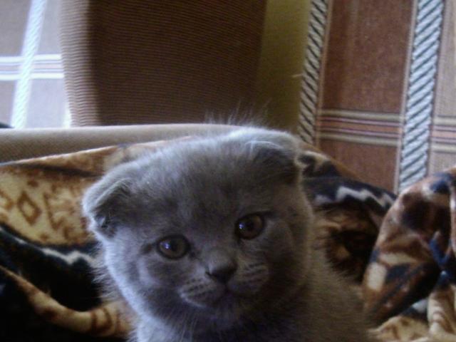 Продаю: Голубой короткошерстный британский котенок фото2