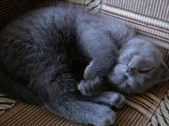 Продаю: Голубой короткошерстный британский котенок фото3