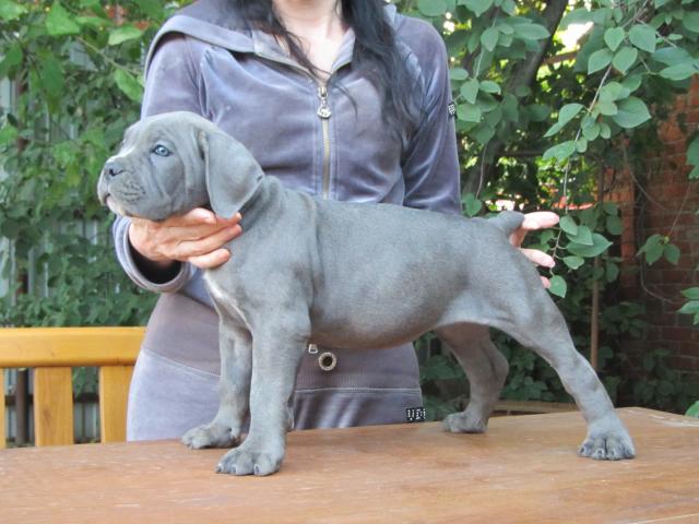 Кане корсо серый щенок (71 фото)