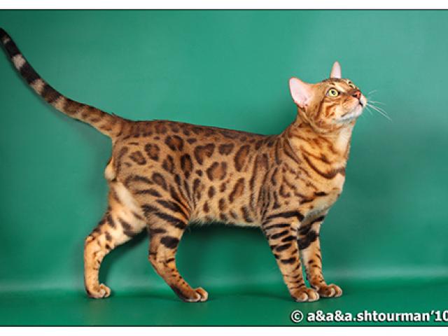 Продаю: Бенгальские котята
