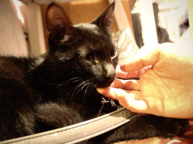 Потерялся/Нашелся: Найден черный котенок