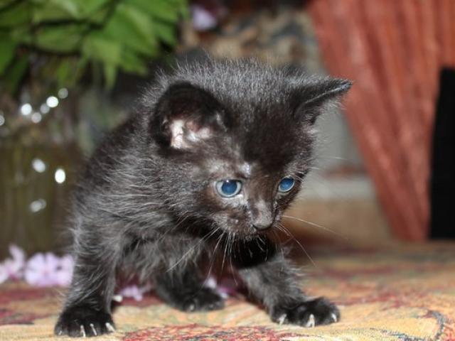Отдам в дар: Отдаются милые котята фото2