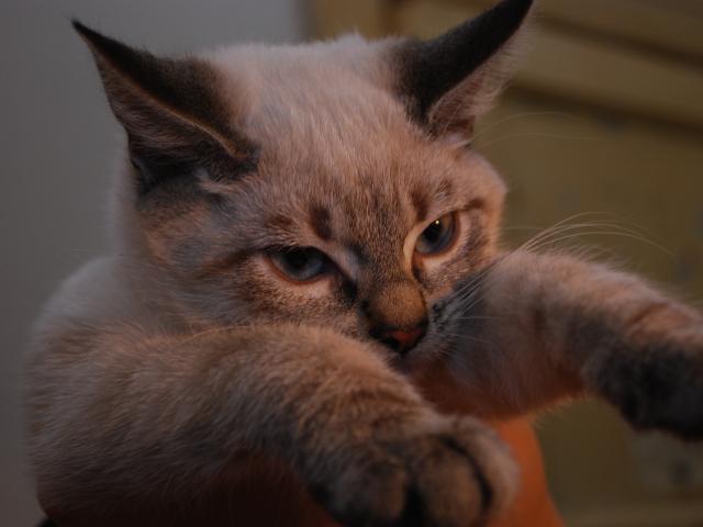 Отдам в дар: чистоплотные котята в дар фото3