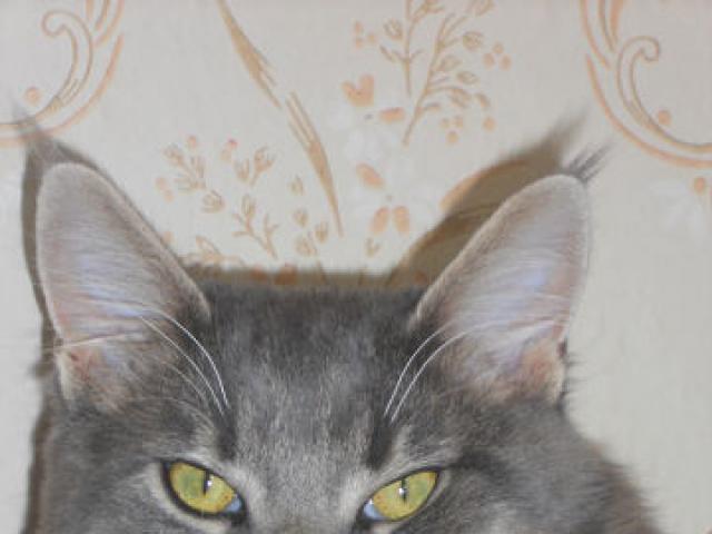Вязка: Кот породы Мейн Кун приглашает на вязку Куночек фото3