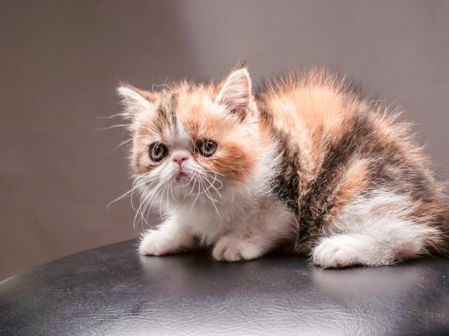 Продаю: котята экзоты и персы фото2