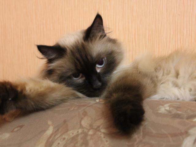 Вязка: Нужен кот для наполовину бирманской кошки