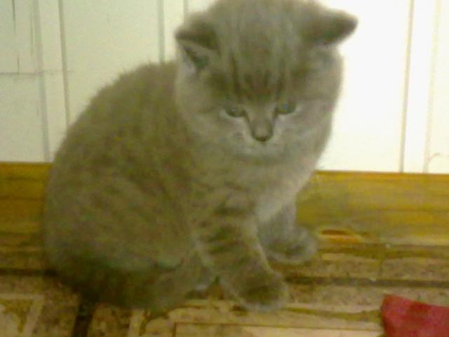Продаю:  котят Британской породы окрас голубой фото2