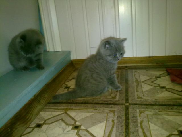 Продаю:  котят Британской породы окрас голубой фото3
