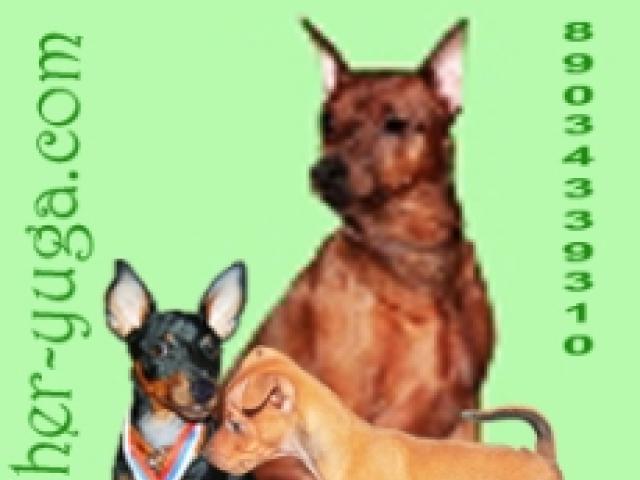 Продаю: Малыши пинчеры мальчики и девочки фото2