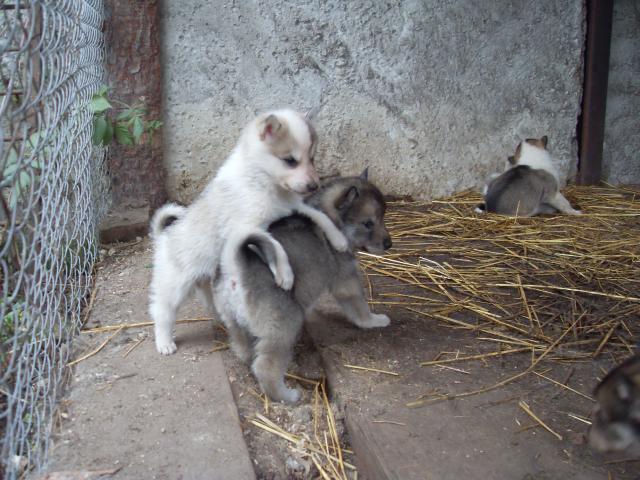 Продаю:  щенков западно-сибирской лайки фото2