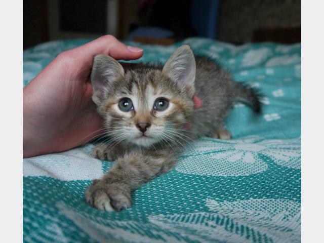 Отдам в дар: Красивый серый полосатый котёнок ищет дом