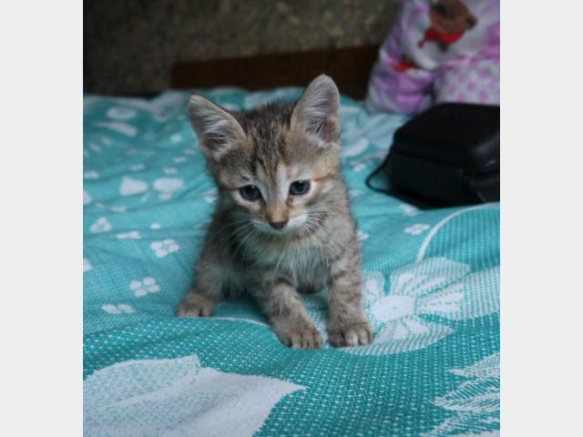 Отдам в дар: Красивый серый полосатый котёнок ищет дом фото2