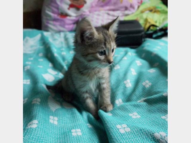 Отдам в дар: Красивый серый полосатый котёнок ищет дом фото3