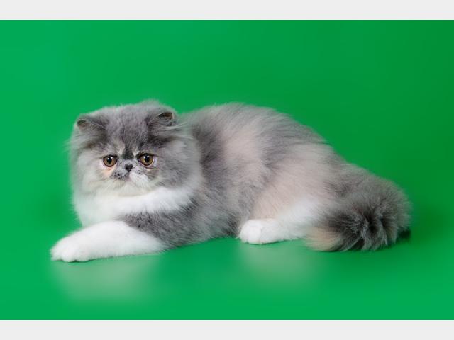 Продаю: Персидские котята от американских производителей