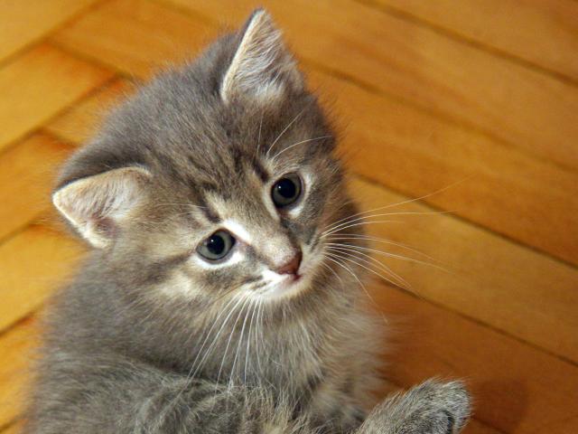 Отдам в дар: Отдам котят фото3