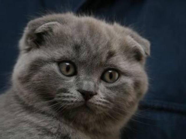 Продаю: Шотландские Вислоухие котята фото2