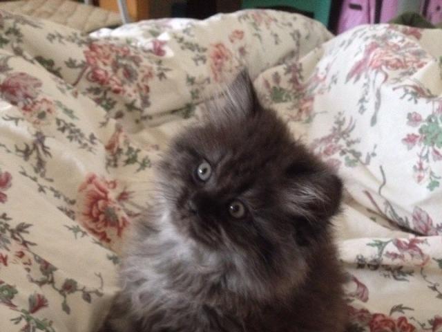 Отдам в дар: Котята в добрые руки фото2