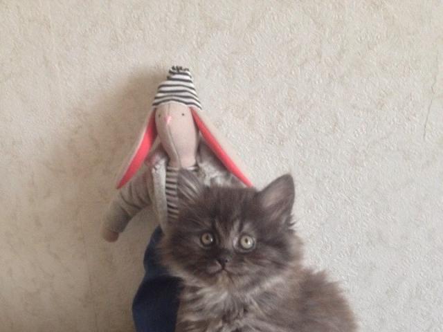 Отдам в дар: Котята в добрые руки фото3