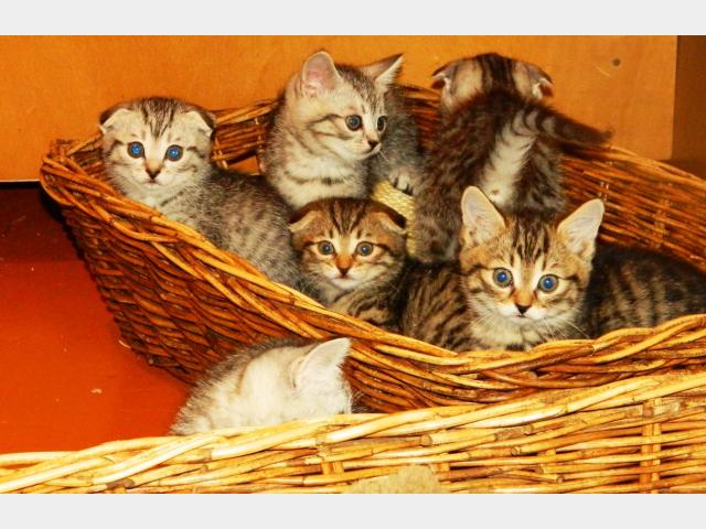 Продаю: Шотландские котята (скотиш-фолд, скотиш-страйт) фото2